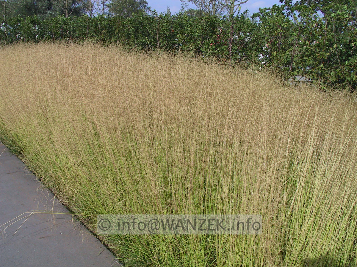 Deschampsia caespitosa - flaechig bluehend.JPG